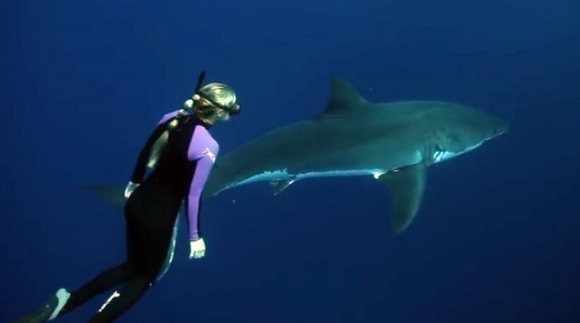 Γυναίκα κολυμπάει “αγκαλιά” με μεγάλο λευκό καρχαρία! [βίντεο]